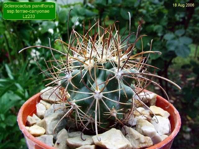 Sclerocactus _parviflorus ssp.terrae-canyonae _ Lz 233 _06